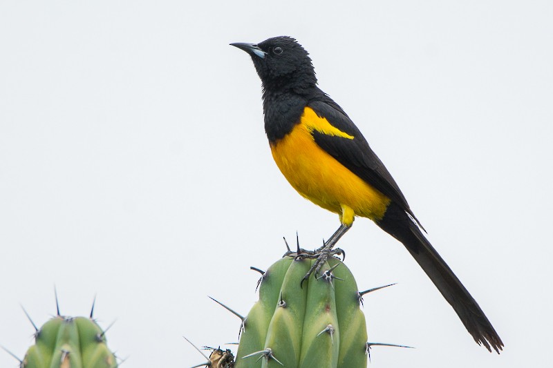 Black-vented Oriole - ML107662621