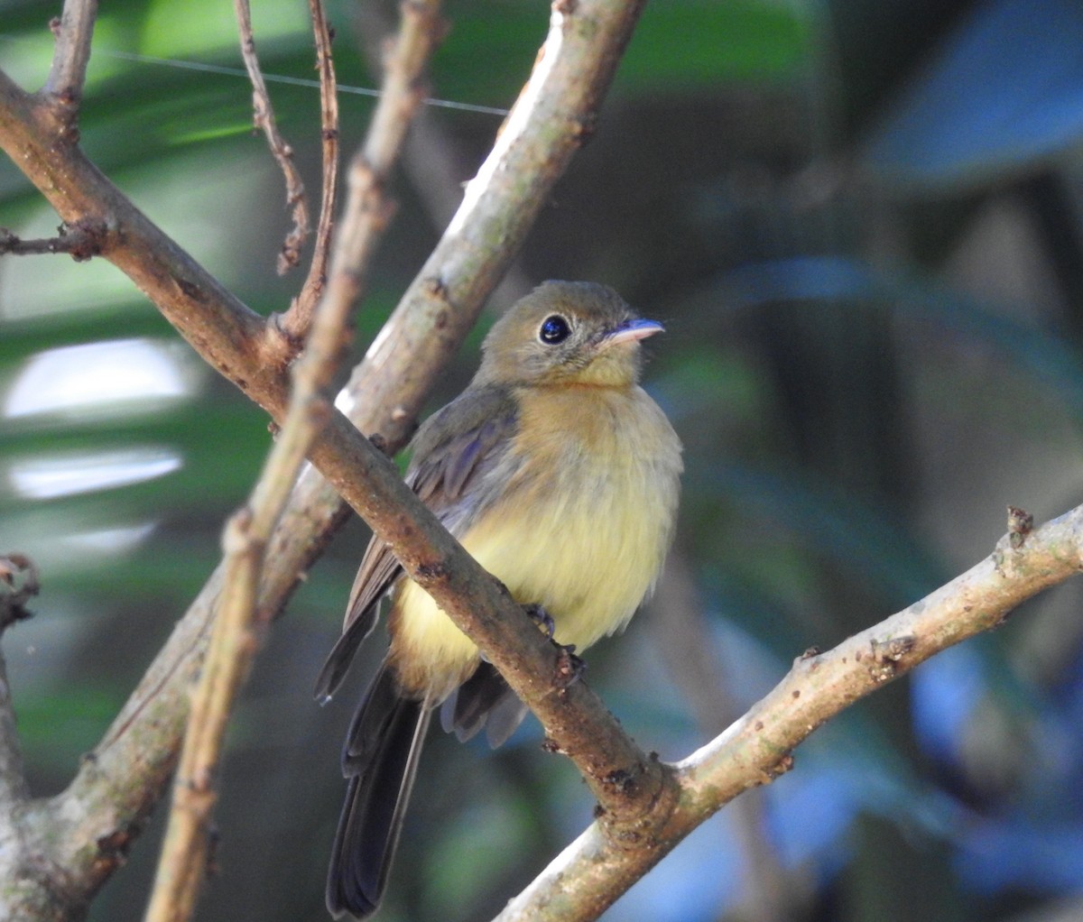 Whiskered Flycatcher - ML107663111