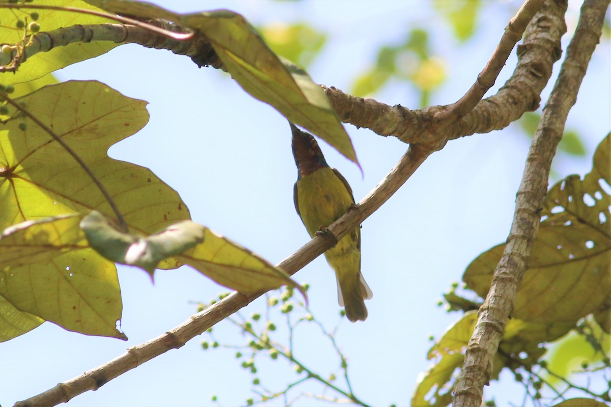 Red-throated Sunbird - ML107664481