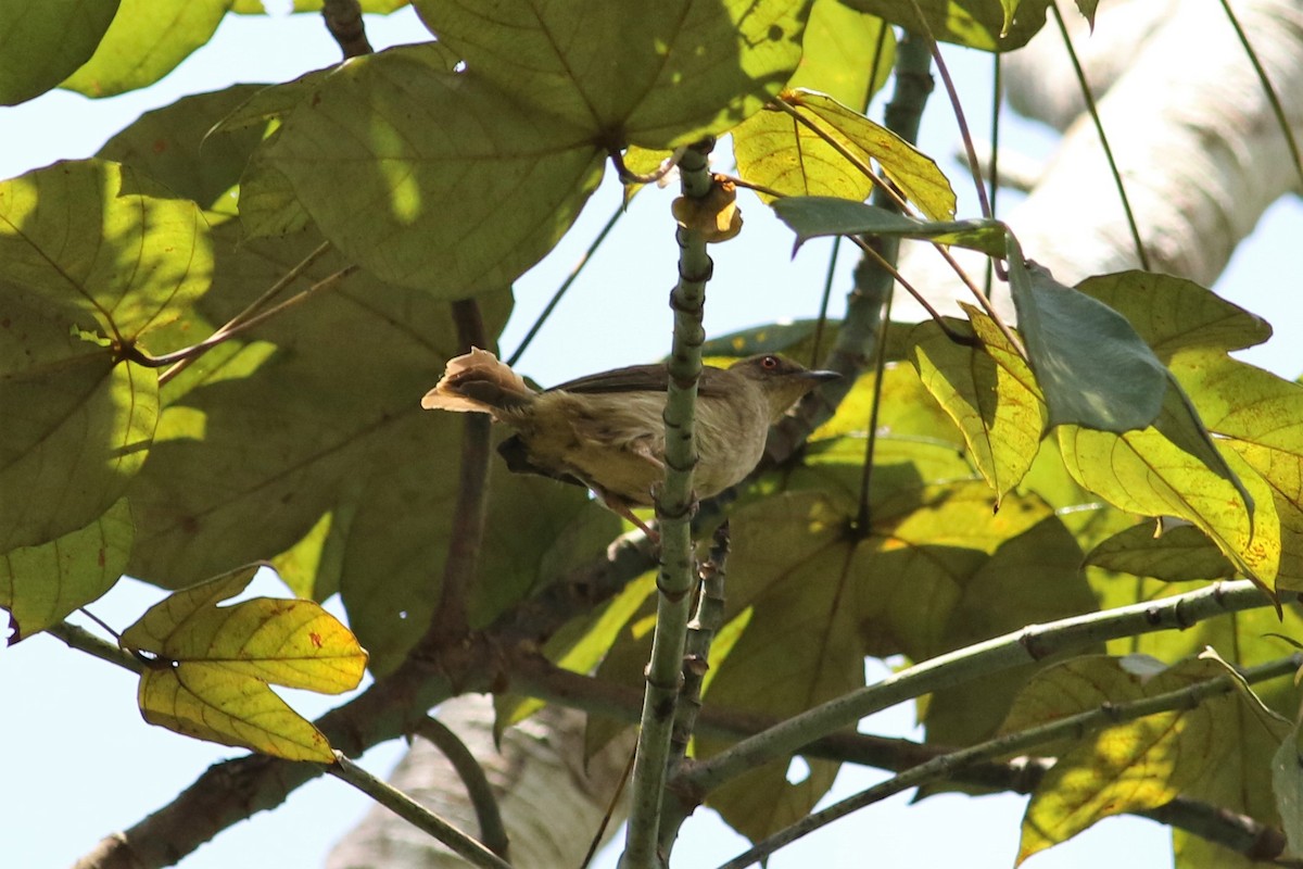 Red-eyed Bulbul - ML107664621