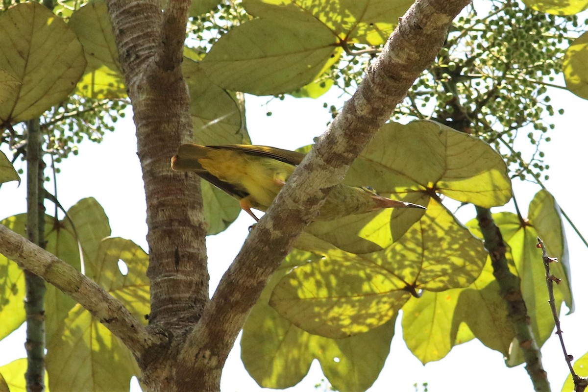 Spectacled Spiderhunter - ML107664941