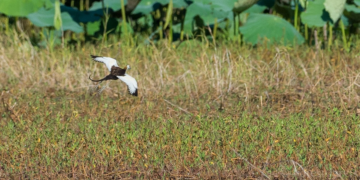Pheasant-tailed Jacana - ML107665151
