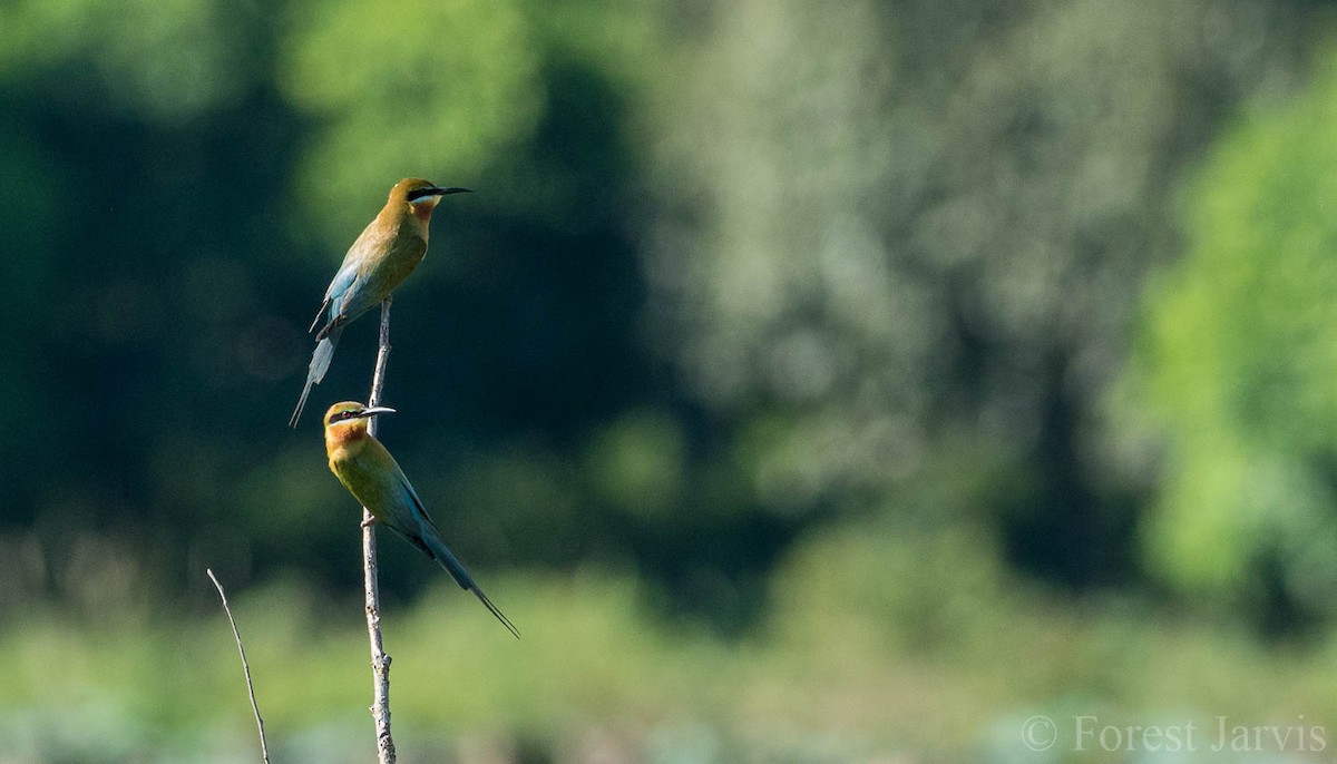Blue-tailed Bee-eater - ML107665241