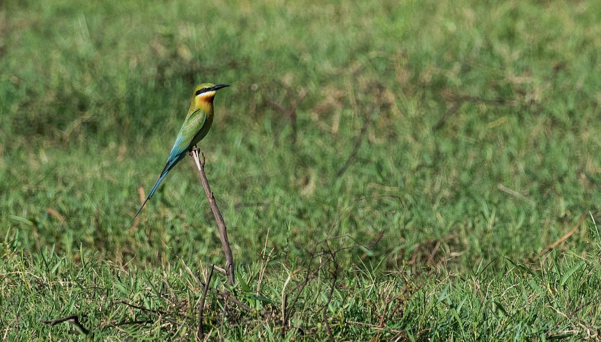 Blue-tailed Bee-eater - ML107665251