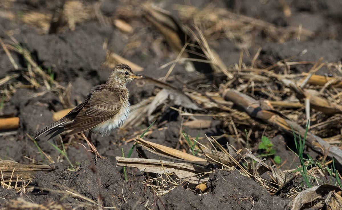 Paddyfield Pipit - ML107665331