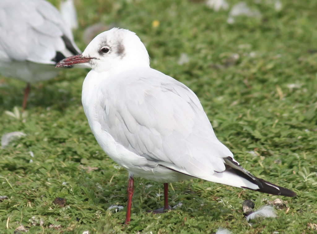Mouette rieuse - ML107665451