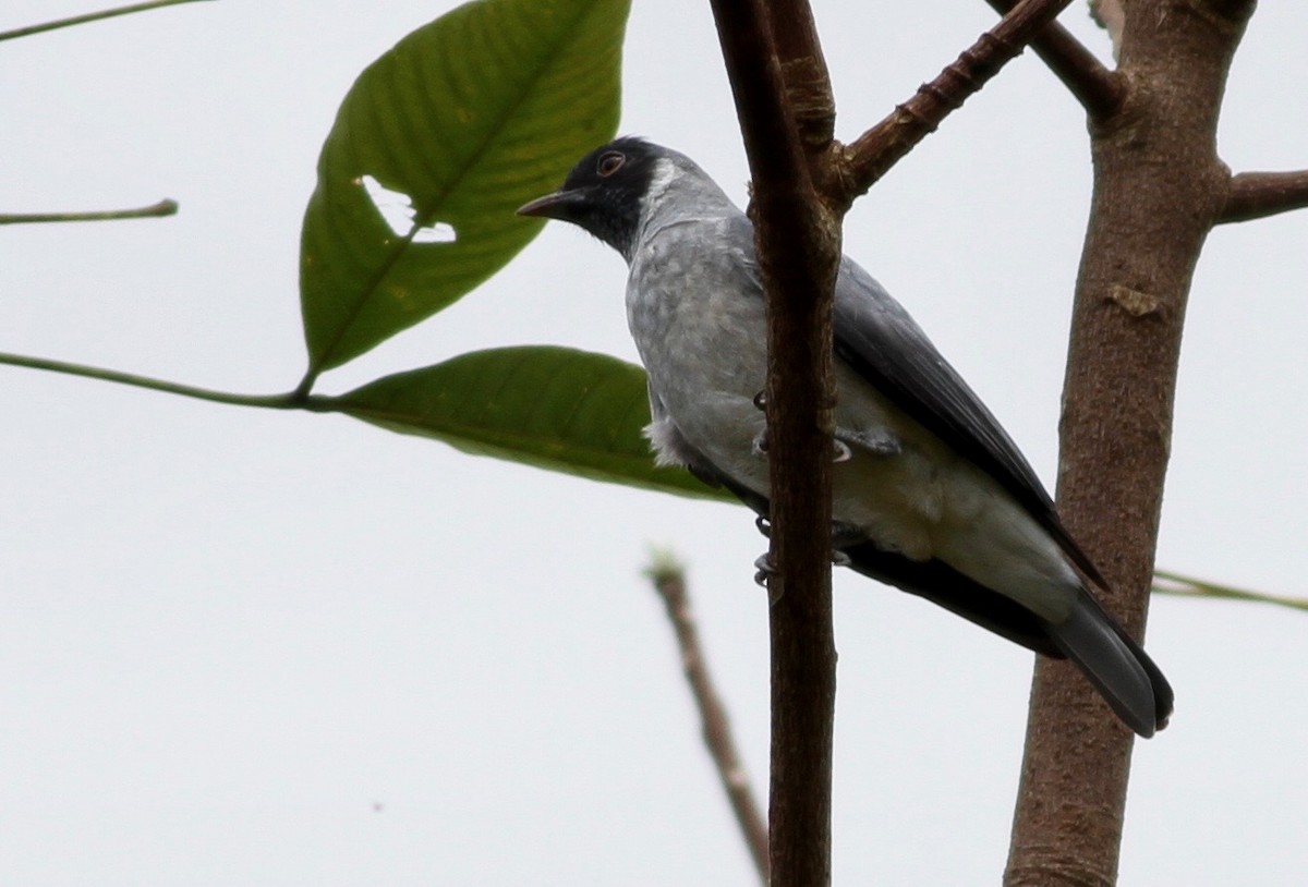 Black-faced Cotinga - ML107665661