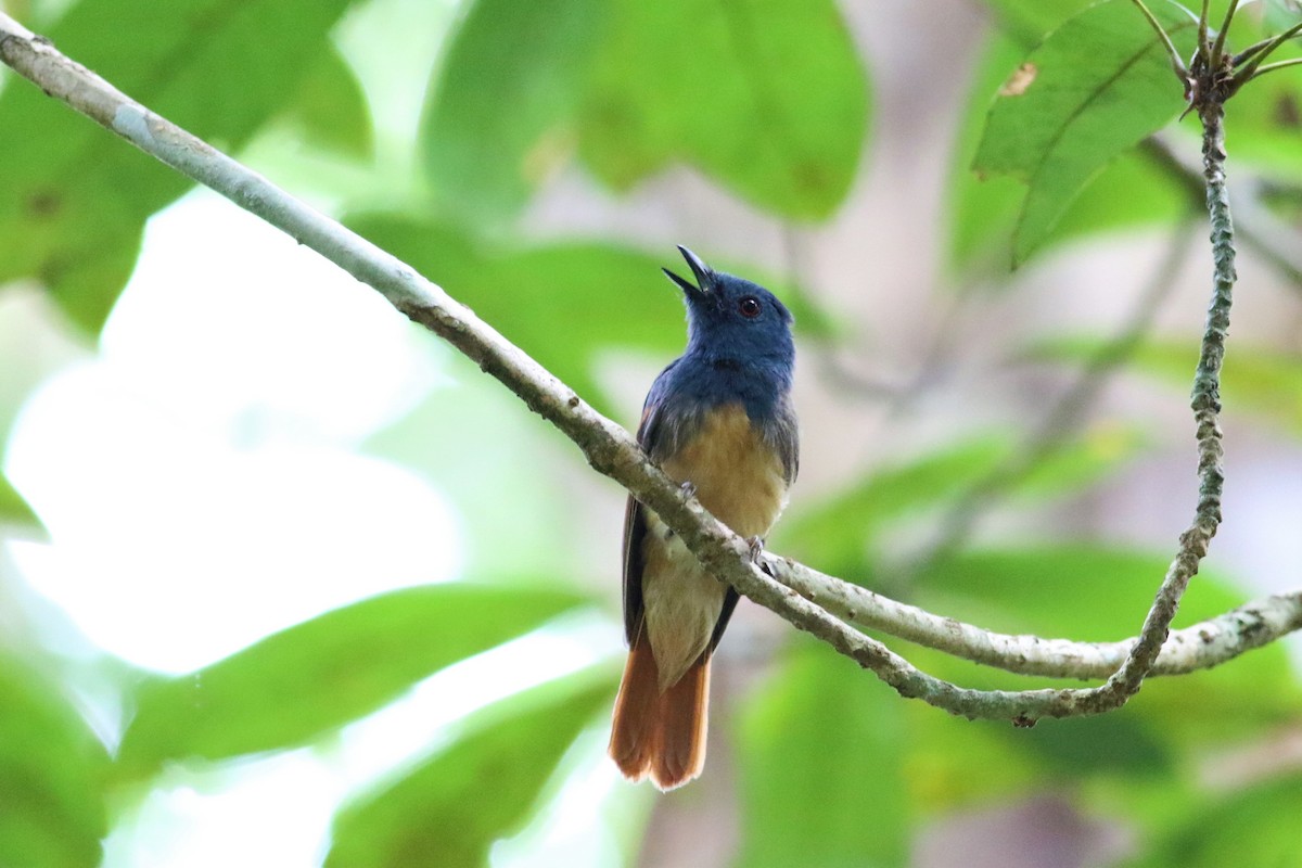 Rufous-winged Philentoma - ML107666521