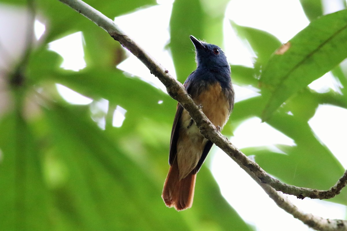 Rufous-winged Philentoma - ML107666561