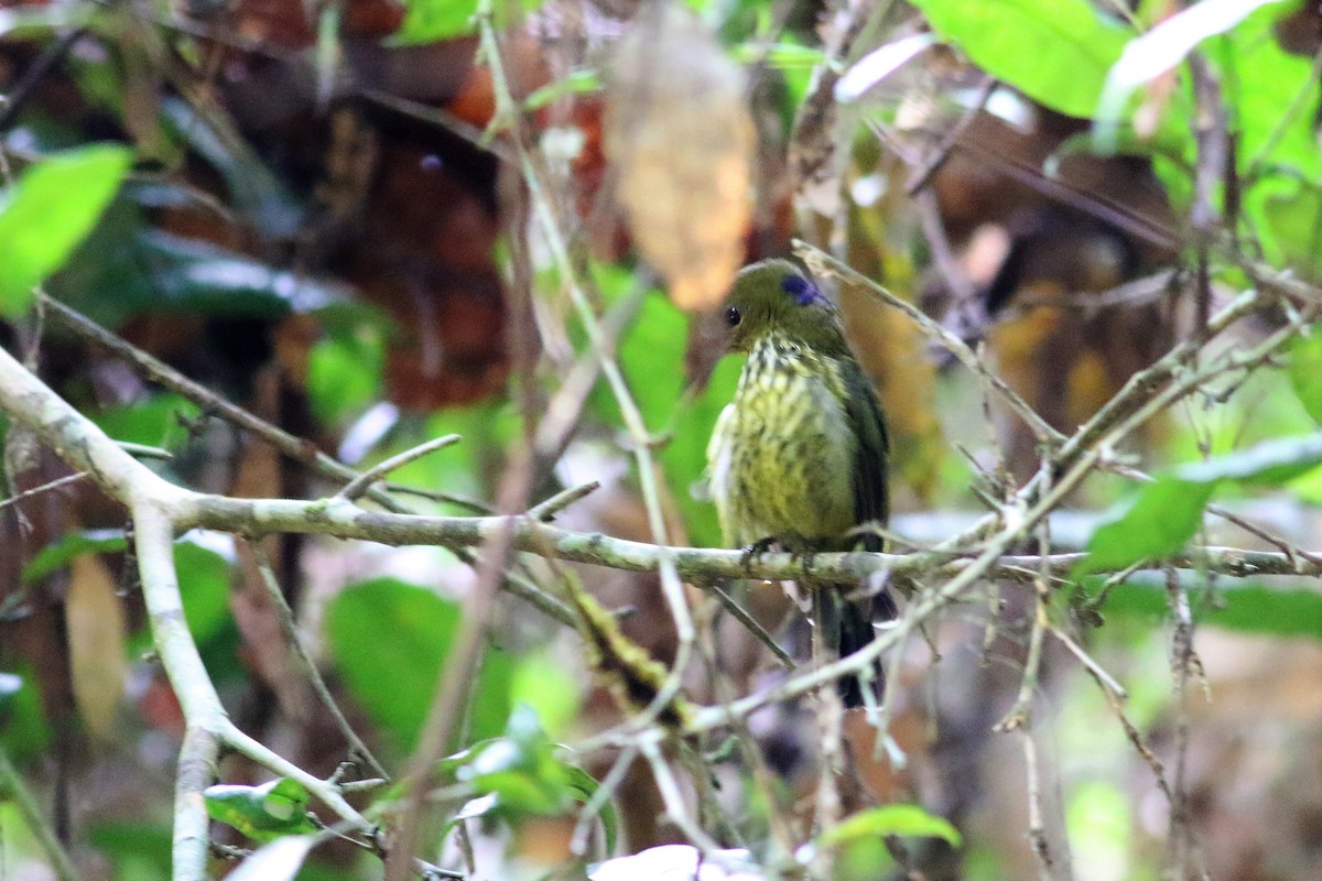 Purple-naped Spiderhunter - ML107666601