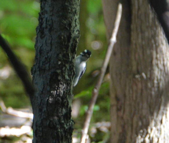 Downy Woodpecker - ML107667721