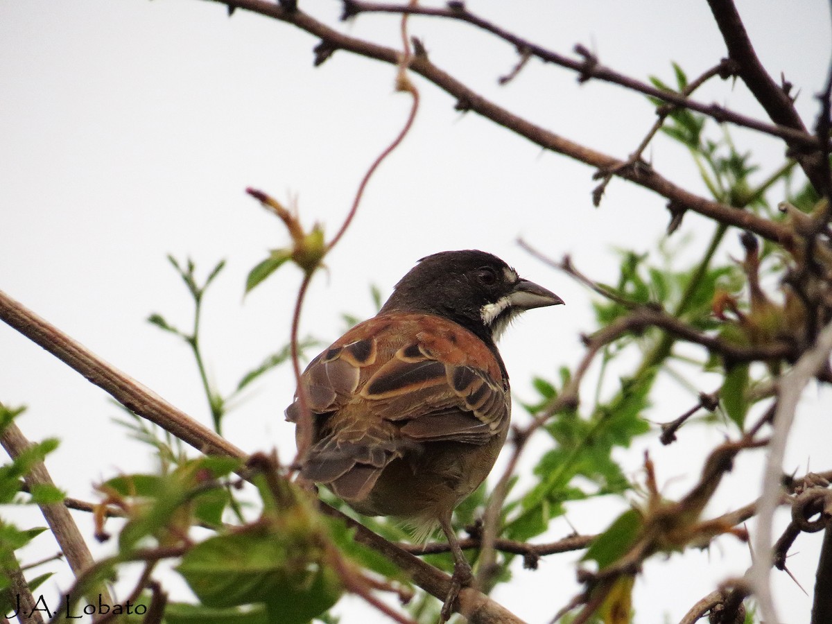 Black-chested Sparrow - ML107669121