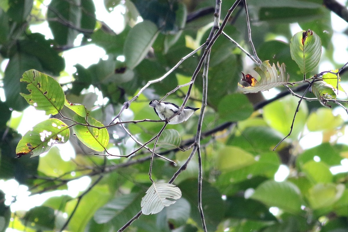 Black-winged Flycatcher-shrike - ML107670091