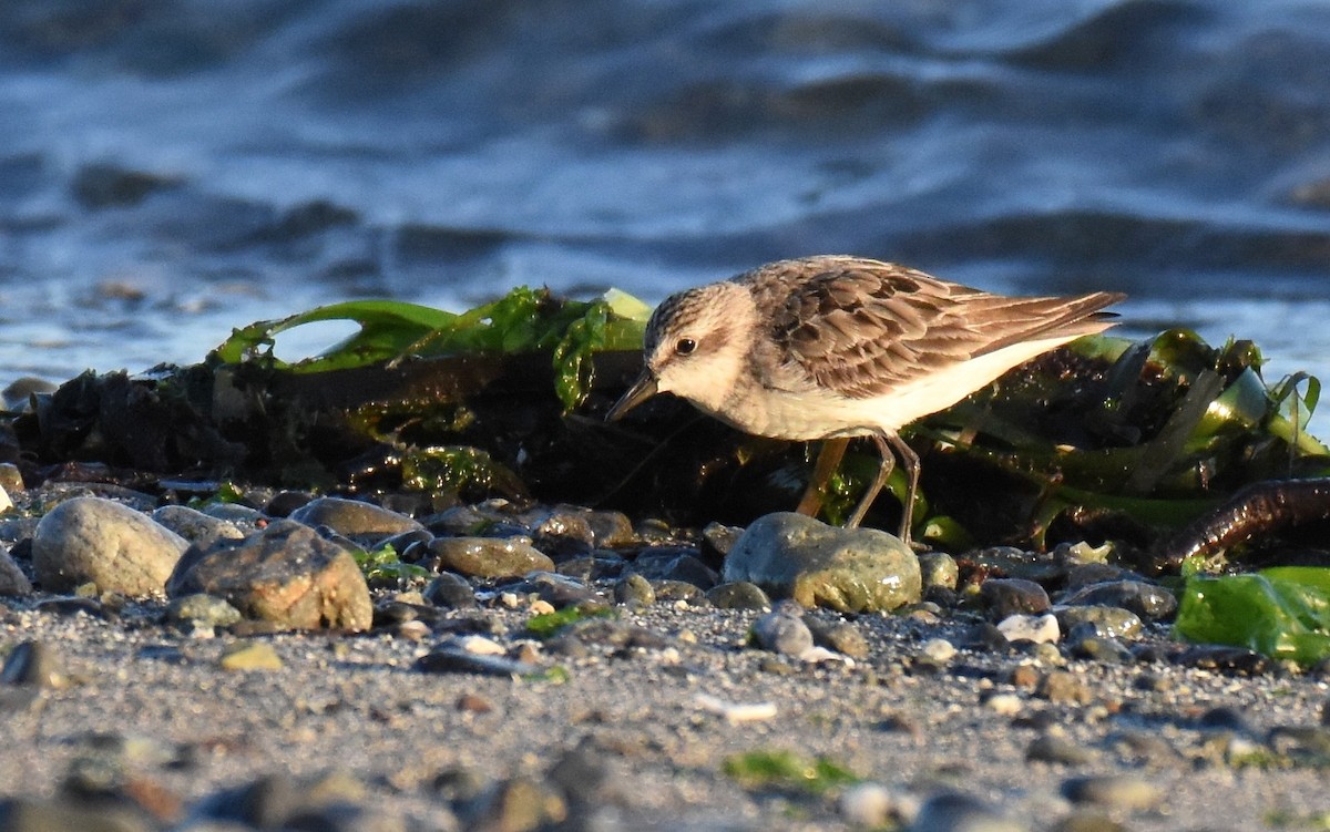 Semipalmated Sandpiper - ML107670761