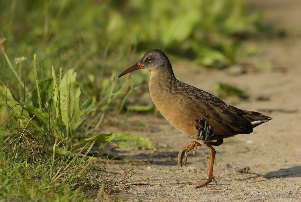 Virginia Rail - ML107670851