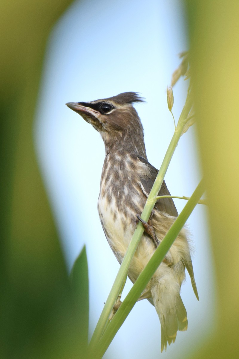 Cedar Waxwing - ML107671191