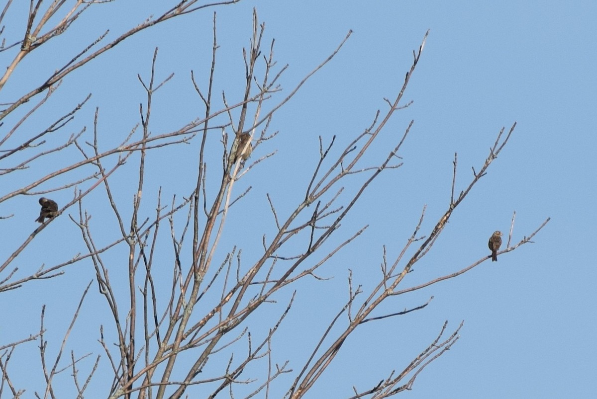 Vesper Sparrow - ML107671381