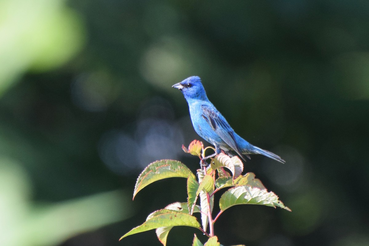 Indigo Bunting - ML107671711