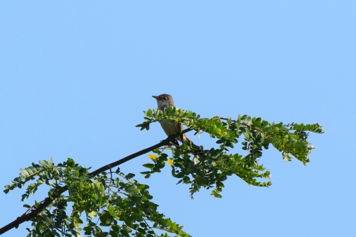 Willow Flycatcher - ML107671721