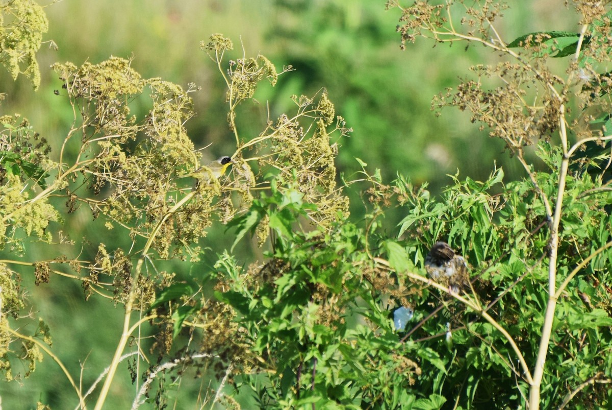 Common Yellowthroat - ML107671761