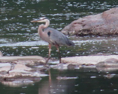 Garza Azulada - ML107673461