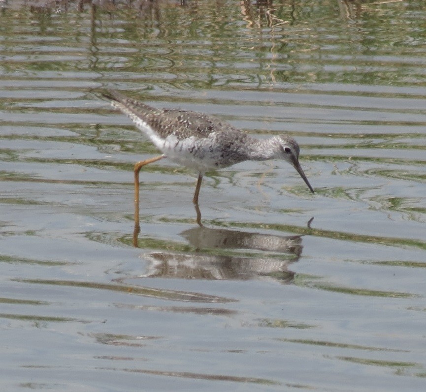 Lesser Yellowlegs - Nic Zimmer