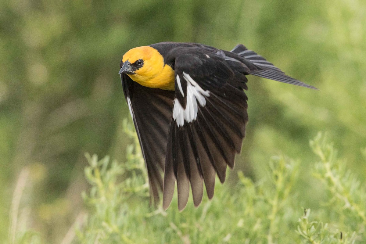 Yellow-headed Blackbird - ML107674731