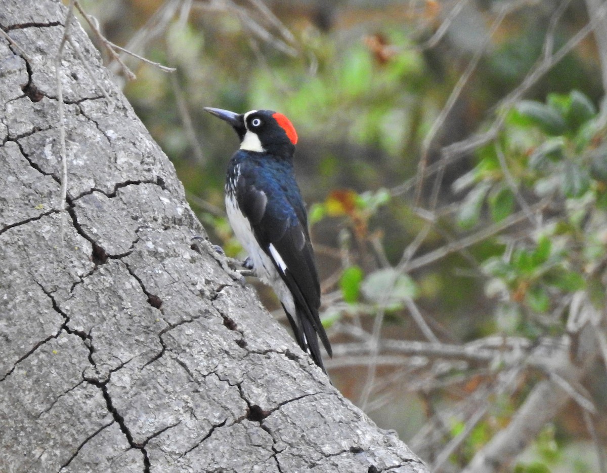 Acorn Woodpecker - Christine Sparks