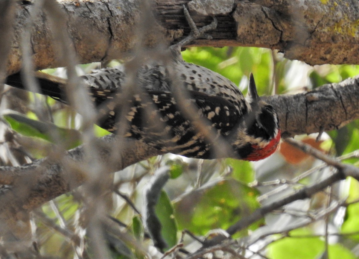 Nuttall's Woodpecker - ML107677441