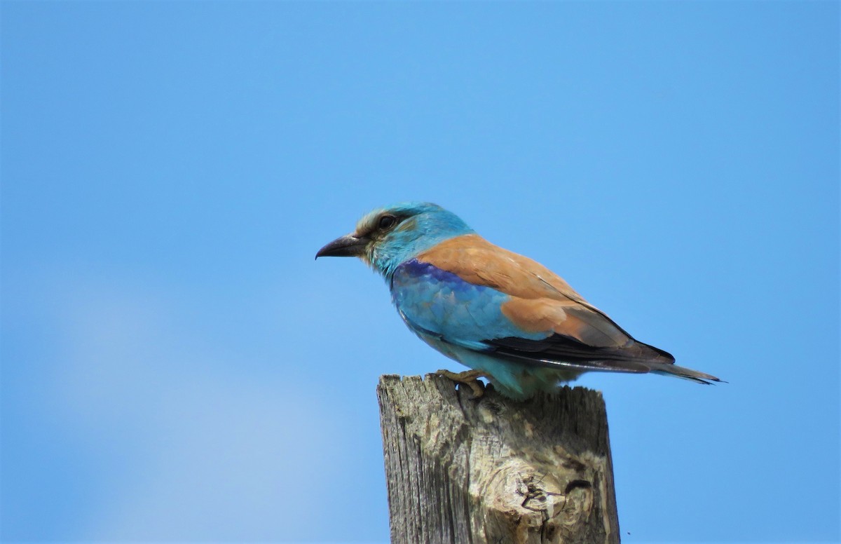 European Roller - ML107677621