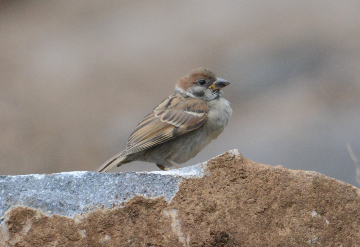 Moineau friquet - ML107678291