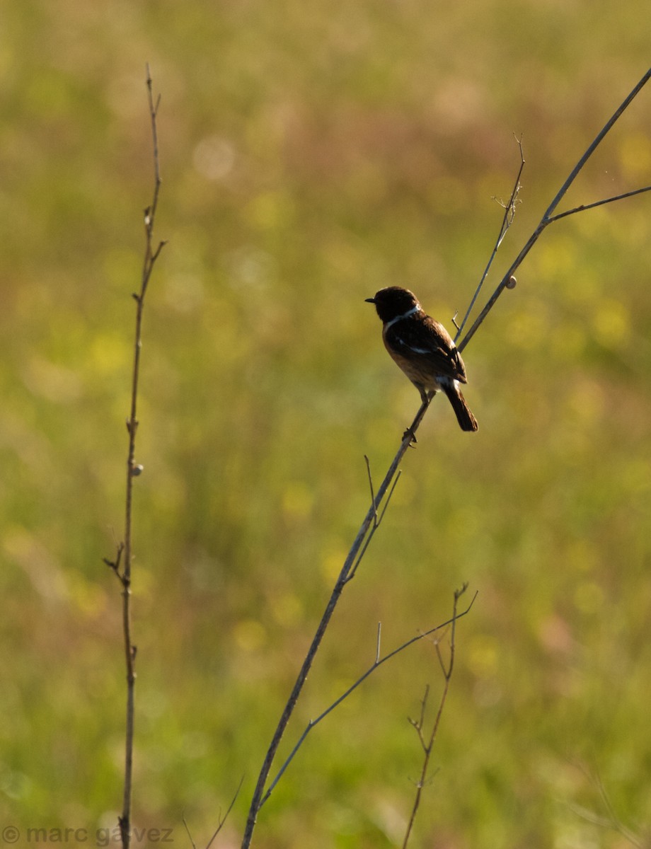 European Stonechat - ML107680681