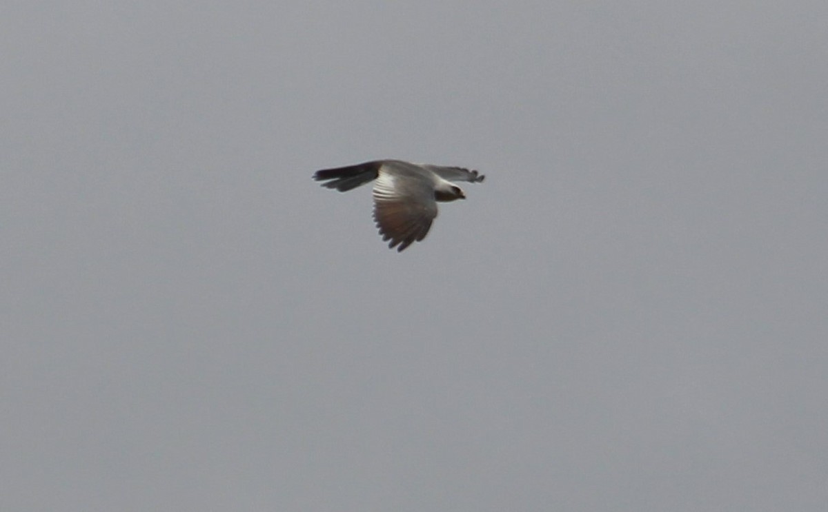 Mississippi Kite - Lillian Derwelis