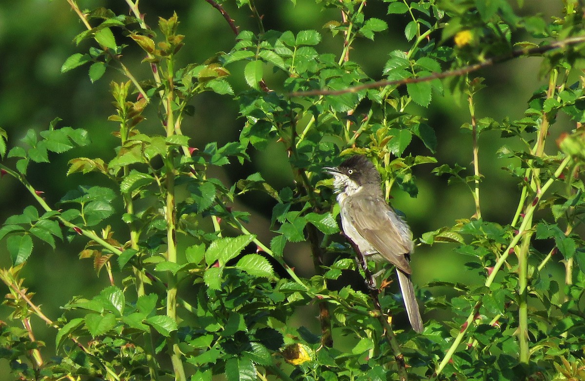 Western Orphean Warbler - ML107683191