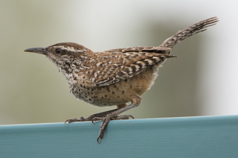 Cactus Wren - ML107683231