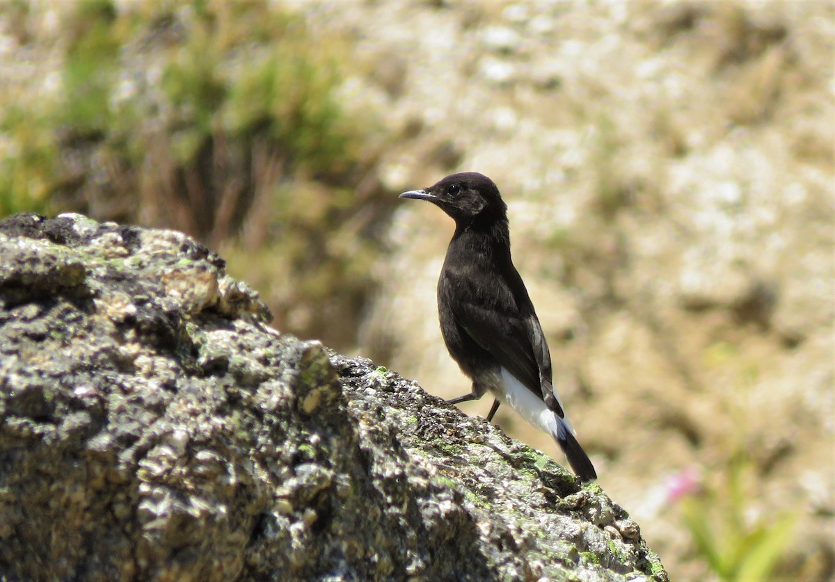 Black Wheatear - ML107683351