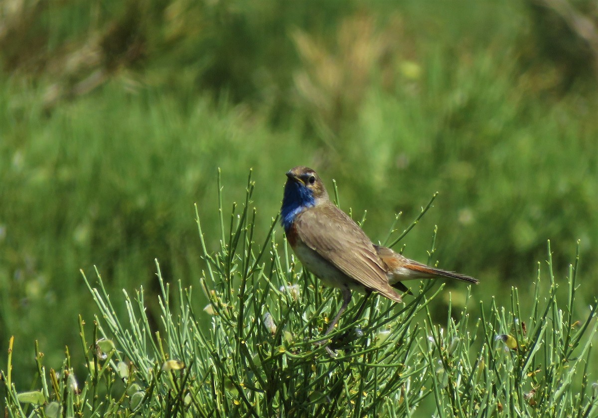 Bluethroat - ML107683571