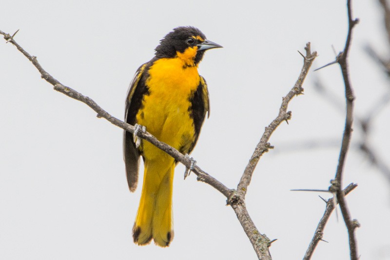 Black-backed Oriole - ML107684161