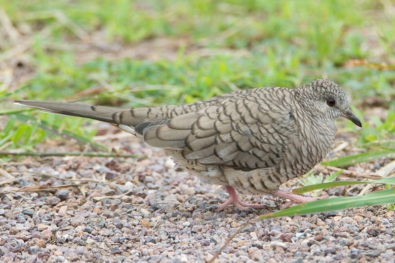 Inca Dove - ML107684221