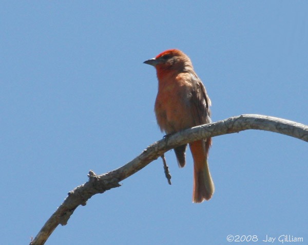 Hepatic Tanager - Jay Gilliam