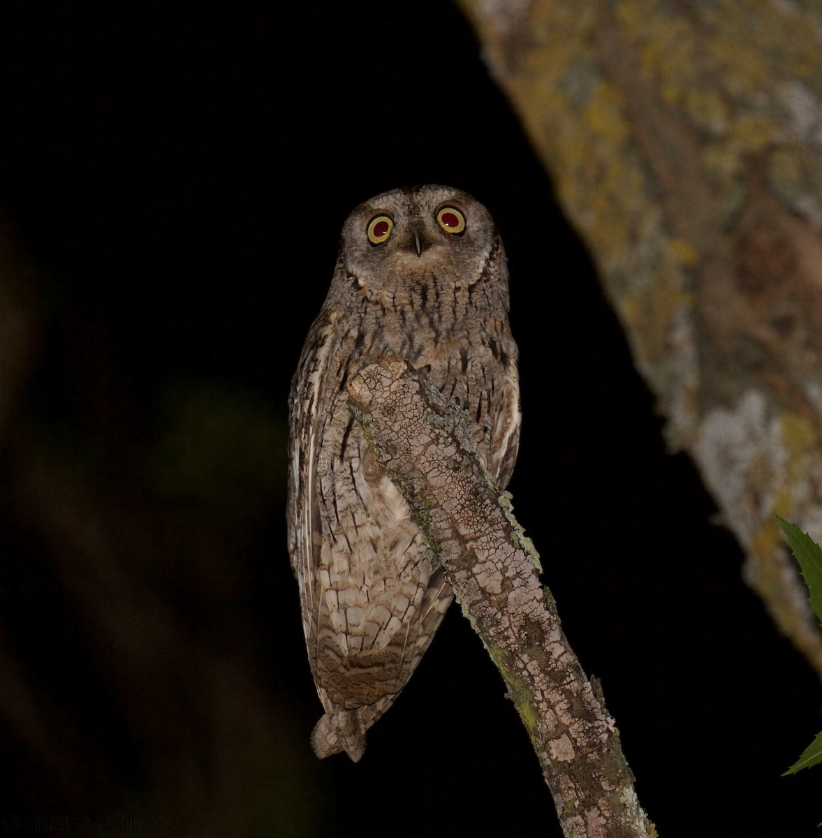 Eurasian Scops-Owl - ML107684991