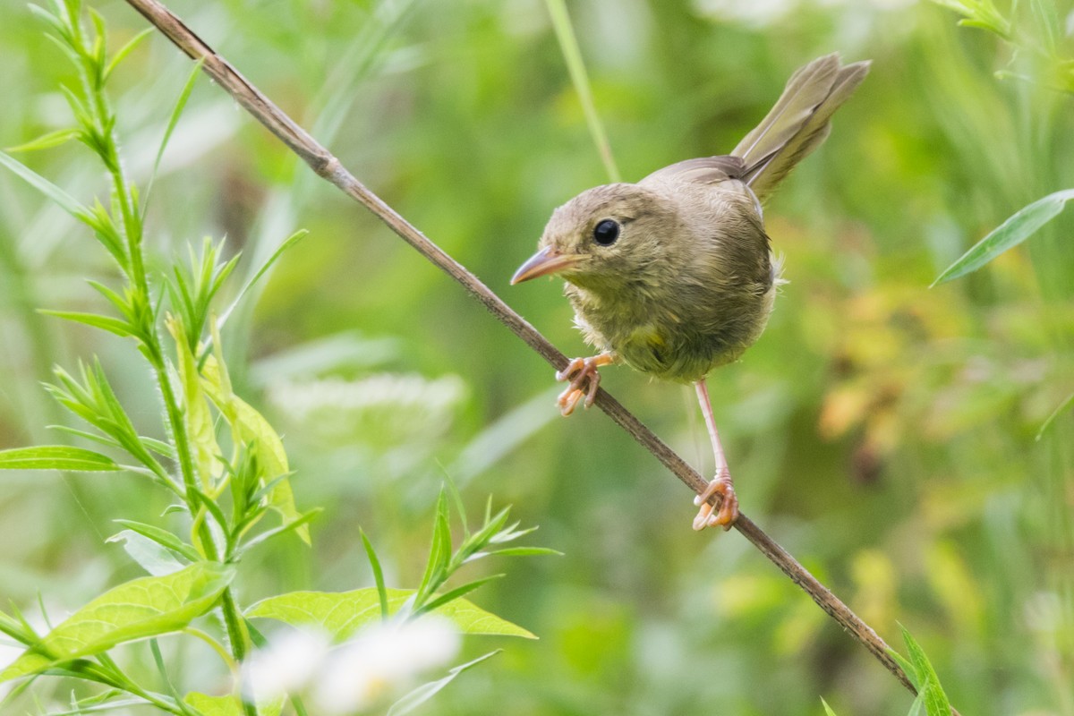 Common Yellowthroat - ML107686181