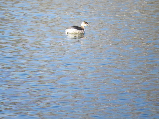 Horned Grebe - ML107686961