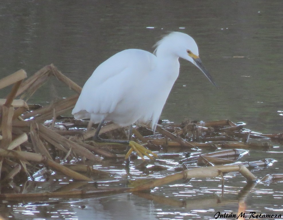 Snowy Egret - Julián Retamoza