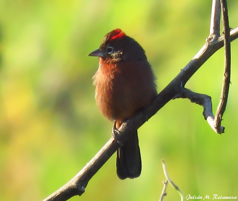 Red-crested Finch - Julián Retamoza