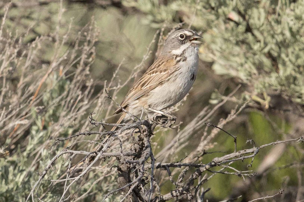 Sagebrush Sparrow - ML107688321