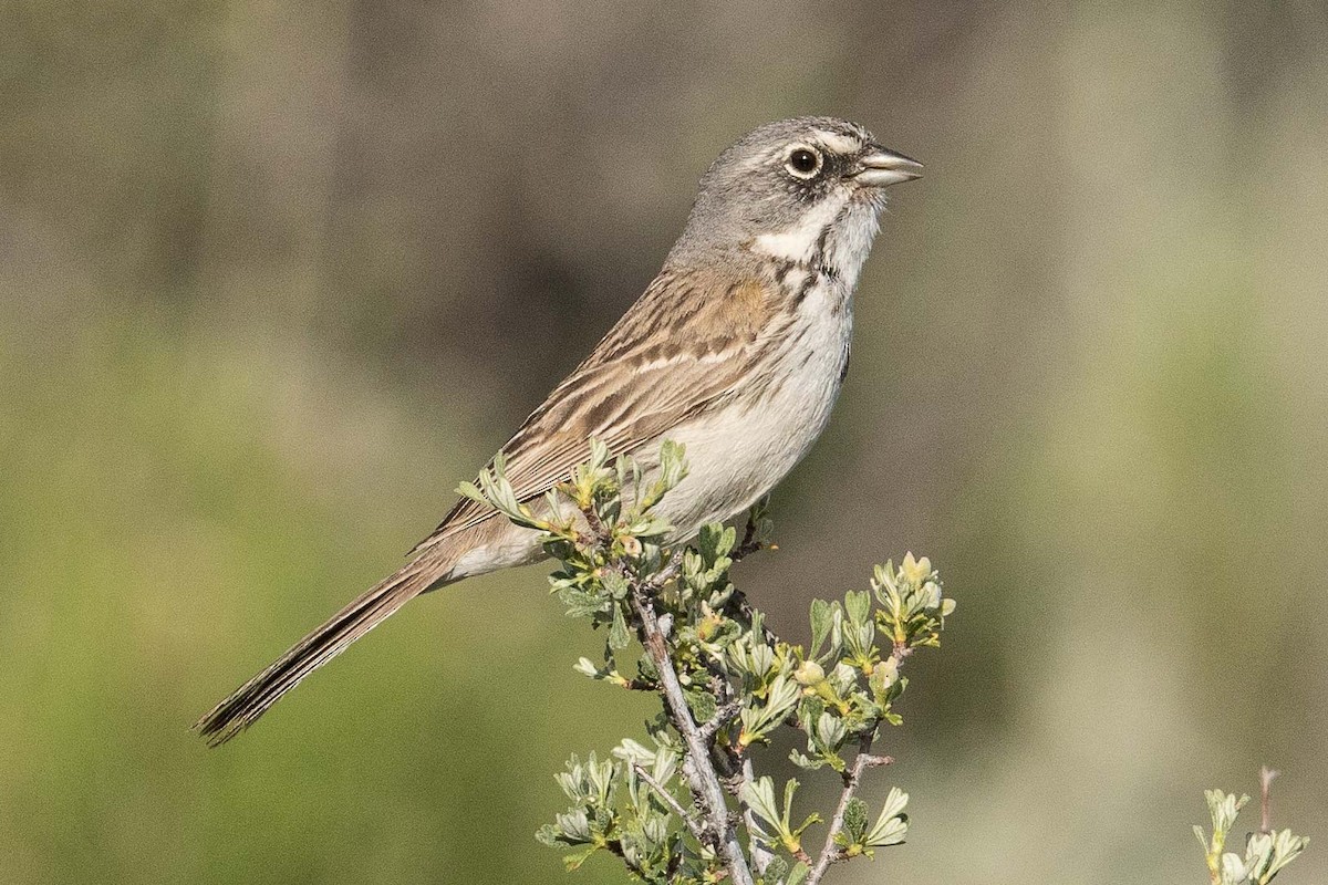 Sagebrush Sparrow - ML107688381