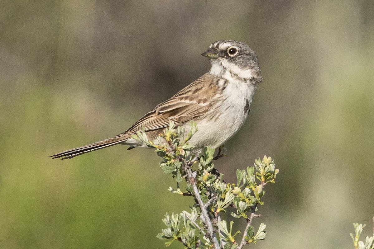 Sagebrush Sparrow - ML107688391