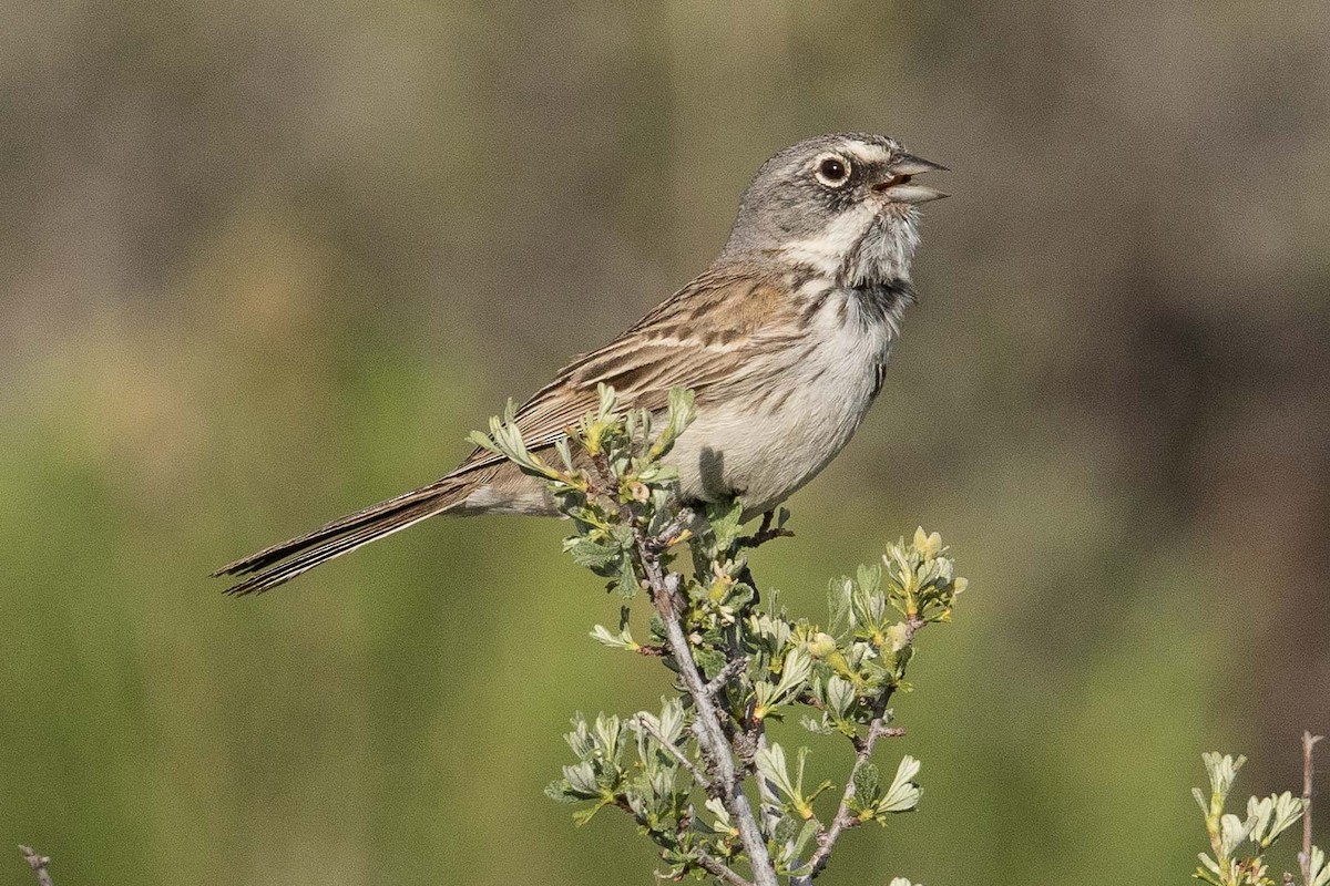 Sagebrush Sparrow - ML107688411