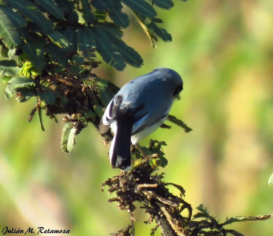 Masked Gnatcatcher - ML107689491